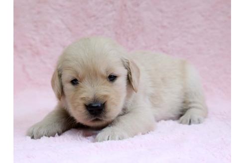 成約済の栃木県のゴールデンレトリーバー-7324の3枚目