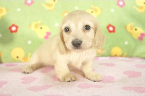 成約済の兵庫県のミニチュアダックスフンド-7471の1枚目