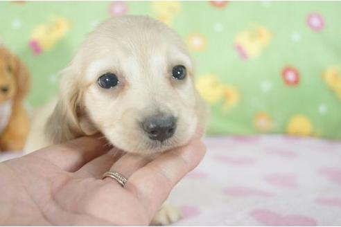 成約済の兵庫県のミニチュアダックスフンド-7471の2枚目