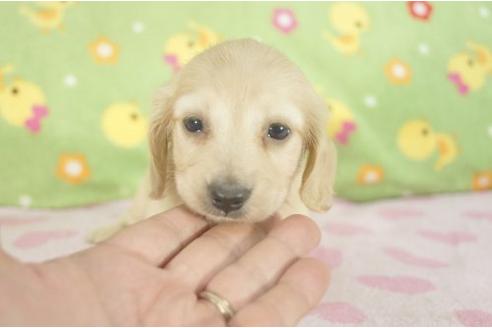 成約済の兵庫県のミニチュアダックスフンド-7471の3枚目