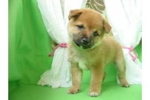 成約済の長崎県の柴犬-8245の2枚目