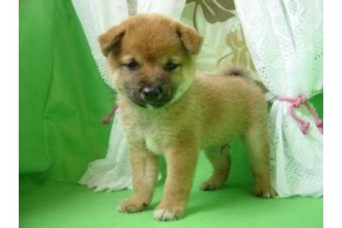 成約済の長崎県の柴犬-8245の1枚目