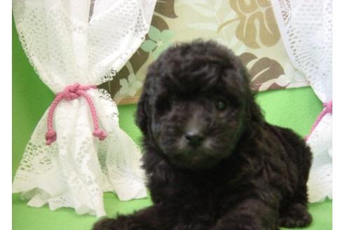 成約済の長崎県のトイプードル-8250の4枚目