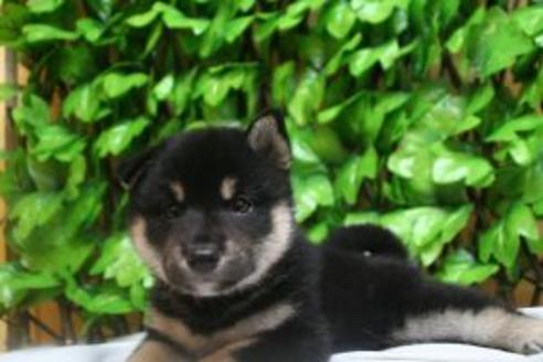 成約済の京都府の柴犬-8438の2枚目