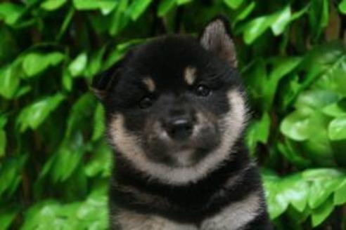 成約済の京都府の柴犬-8438の3枚目