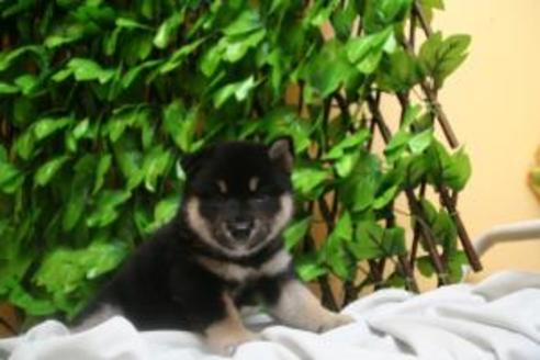 成約済の京都府の柴犬-8438の4枚目