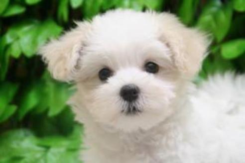 成約済の京都府のマルチーズ-8439の1枚目