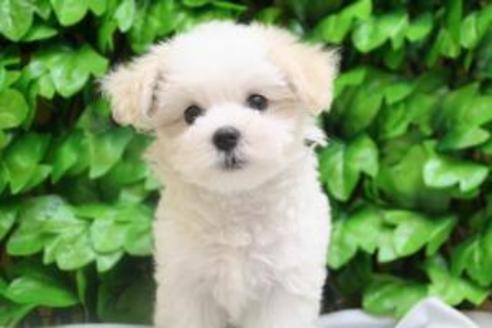 成約済の京都府のマルチーズ-8439の2枚目