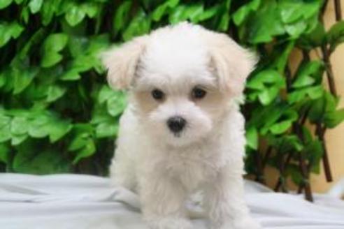 成約済の京都府のマルチーズ-8439の3枚目