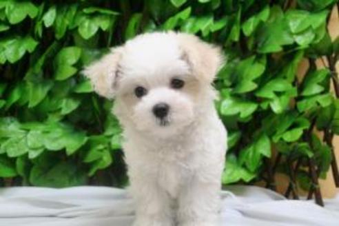 成約済の京都府のマルチーズ-8439の4枚目