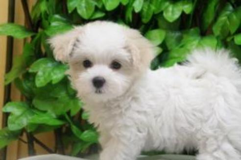 成約済の京都府のマルチーズ-8439の5枚目