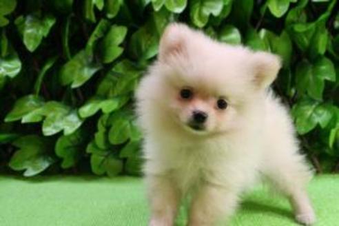 成約済の京都府のポメラニアン-8440の2枚目