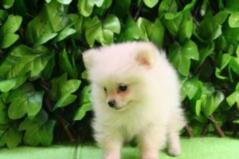 成約済の京都府のポメラニアン-8440の4枚目