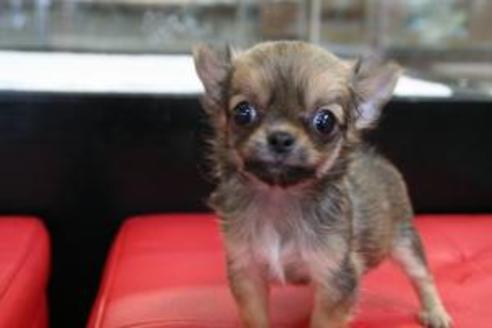 成約済の京都府のチワワ-8441の1枚目