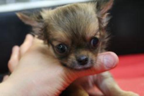 成約済の京都府のチワワ-8441の2枚目