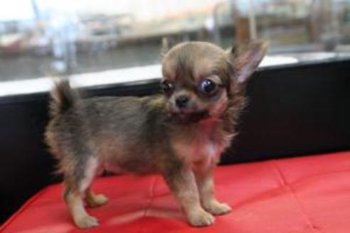 成約済の京都府のチワワ-8441の3枚目