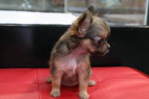 成約済の京都府のチワワ-8441の4枚目