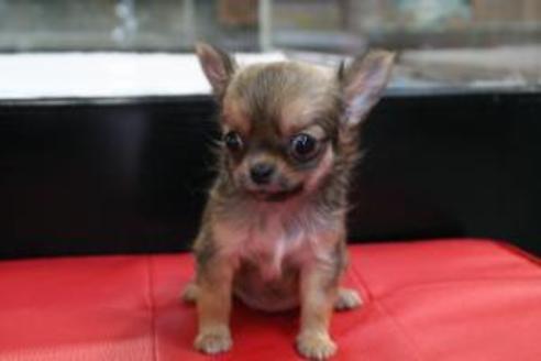 成約済の京都府のチワワ-8441の5枚目