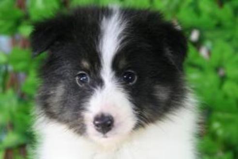 成約済の京都府のシェットランドシープドッグ(シェルティ)-8442の1枚目