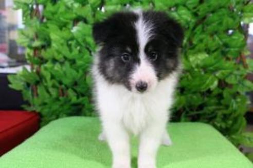 成約済の京都府のシェットランドシープドッグ(シェルティ)-8442の2枚目