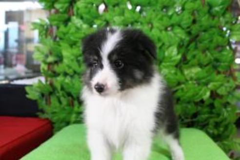 成約済の京都府のシェットランドシープドッグ(シェルティ)-8442の3枚目