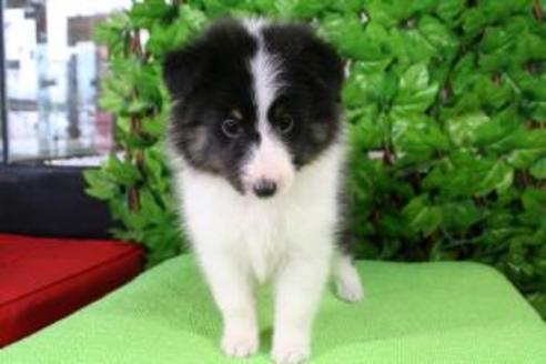 成約済の京都府のシェットランドシープドッグ(シェルティ)-8442の4枚目