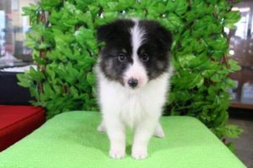 成約済の京都府のシェットランドシープドッグ(シェルティ)-8442の5枚目