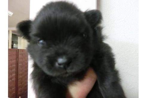 成約済の福岡県のポメラニアン-7105の1枚目