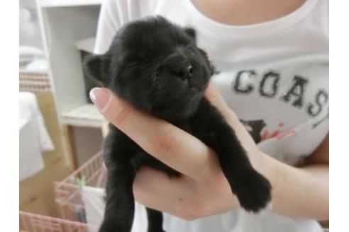 成約済の福岡県のポメラニアン-7105の3枚目