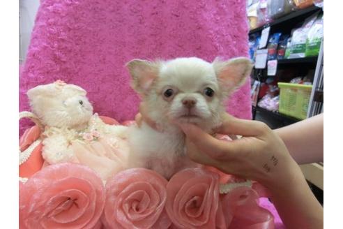 成約済の京都府のチワワ-8478の1枚目