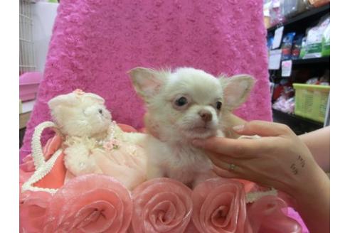 成約済の京都府のチワワ-8478の3枚目
