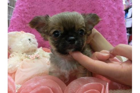 成約済の京都府のチワワ-8479の2枚目