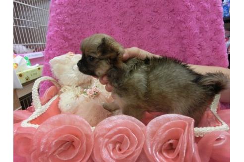 成約済の京都府のチワワ-8479の3枚目