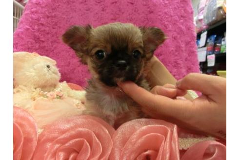 成約済の京都府のチワワ-8479の1枚目