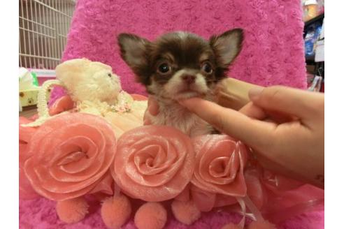 成約済の京都府のチワワ-8480の2枚目