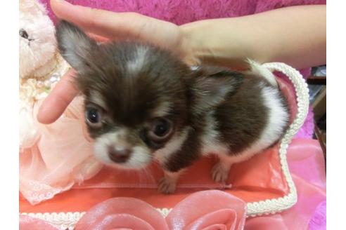 成約済の京都府のチワワ-8480の3枚目