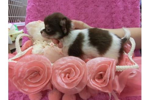 成約済の京都府のチワワ-8480の1枚目