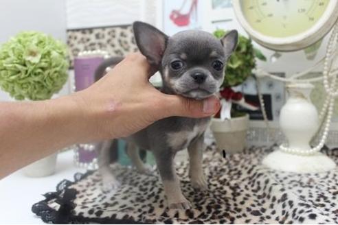 成約済の大阪府のチワワ-6392の3枚目