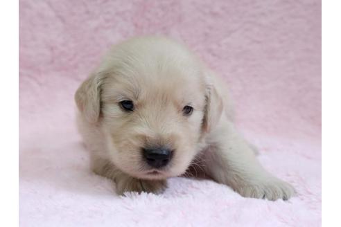 成約済の栃木県のゴールデンレトリーバー-7327の1枚目