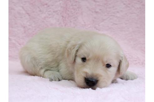 成約済の栃木県のゴールデンレトリーバー-7327の2枚目