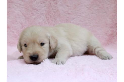 成約済の栃木県のゴールデンレトリーバー-7327の3枚目