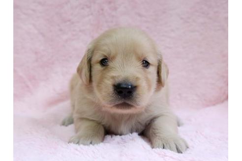 成約済の栃木県のゴールデンレトリーバー-7329の1枚目