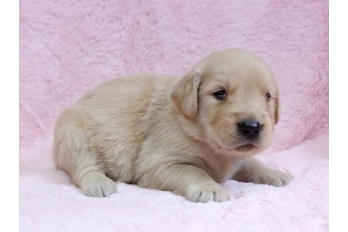 成約済の栃木県のゴールデンレトリーバー-7329の2枚目