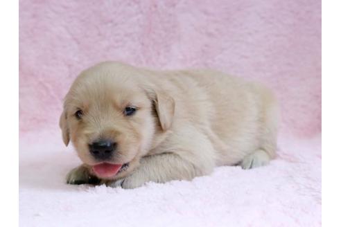 成約済の栃木県のゴールデンレトリーバー-7329の3枚目