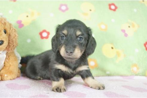 成約済の兵庫県のミニチュアダックスフンド-7469の1枚目