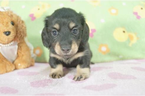 成約済の兵庫県のミニチュアダックスフンド-7469の2枚目