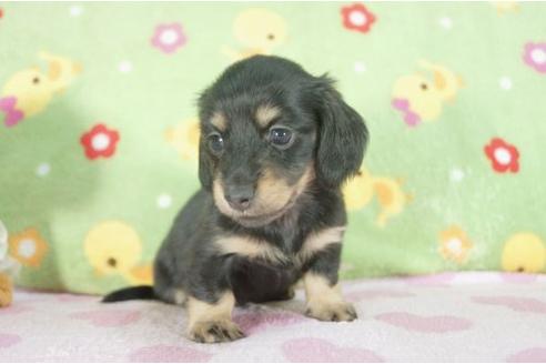 成約済の兵庫県のミニチュアダックスフンド-7469の3枚目