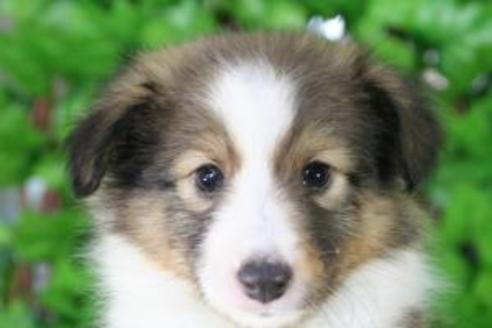 成約済の京都府のシェットランドシープドッグ(シェルティ)-8591の1枚目