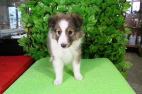 成約済の京都府のシェットランドシープドッグ(シェルティ)-8591の2枚目