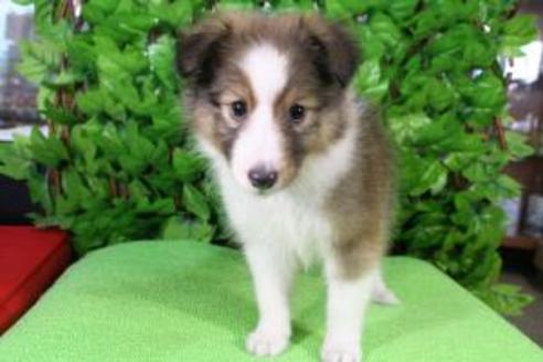 成約済の京都府のシェットランドシープドッグ(シェルティ)-8591の3枚目